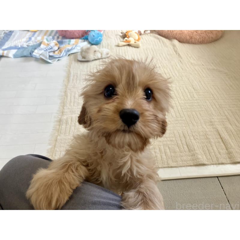 販売中の福岡県のミックス犬-431434の6枚目