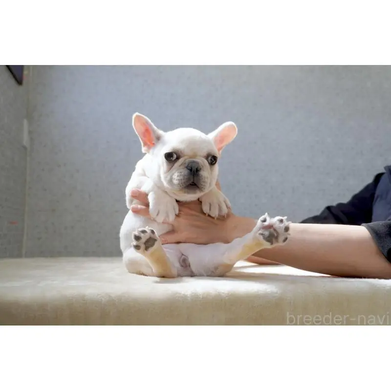 販売中の東京都のフレンチブルドッグ-451563の8枚目