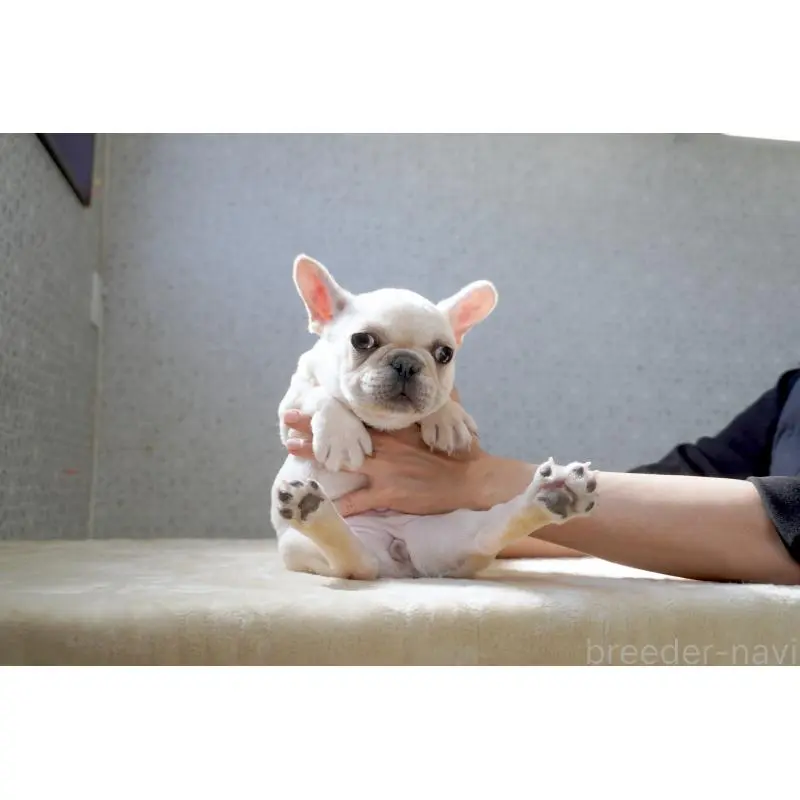 販売中の東京都のフレンチブルドッグ-451563の7枚目