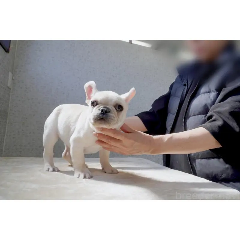 販売中の東京都のフレンチブルドッグ-451563の4枚目