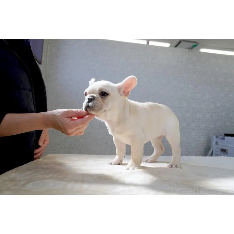 販売中の東京都のフレンチブルドッグ-451563の3枚目