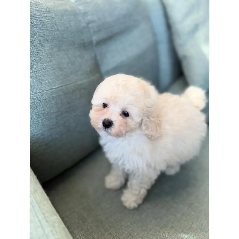 商談中の福岡県のタイニープードル-451562の4枚目