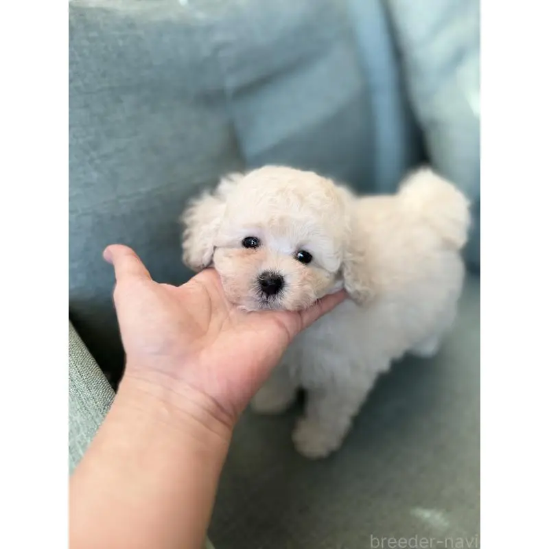商談中の福岡県のタイニープードル-451562の3枚目