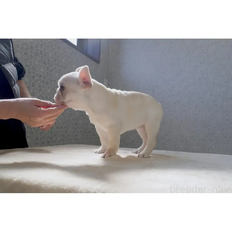 販売中の東京都のフレンチブルドッグ-451563の2枚目
