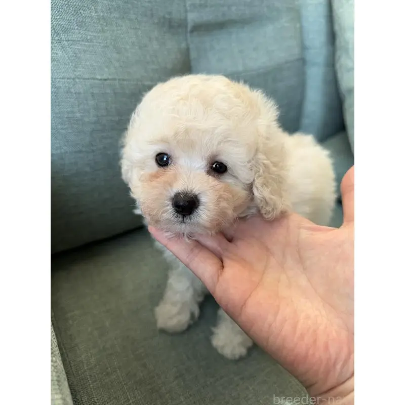 商談中の福岡県のタイニープードル-451562の2枚目