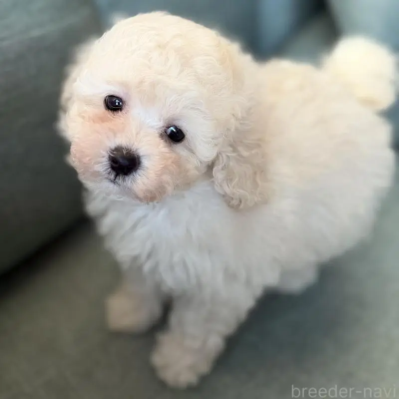 販売中の福岡県のタイニープードル-451562