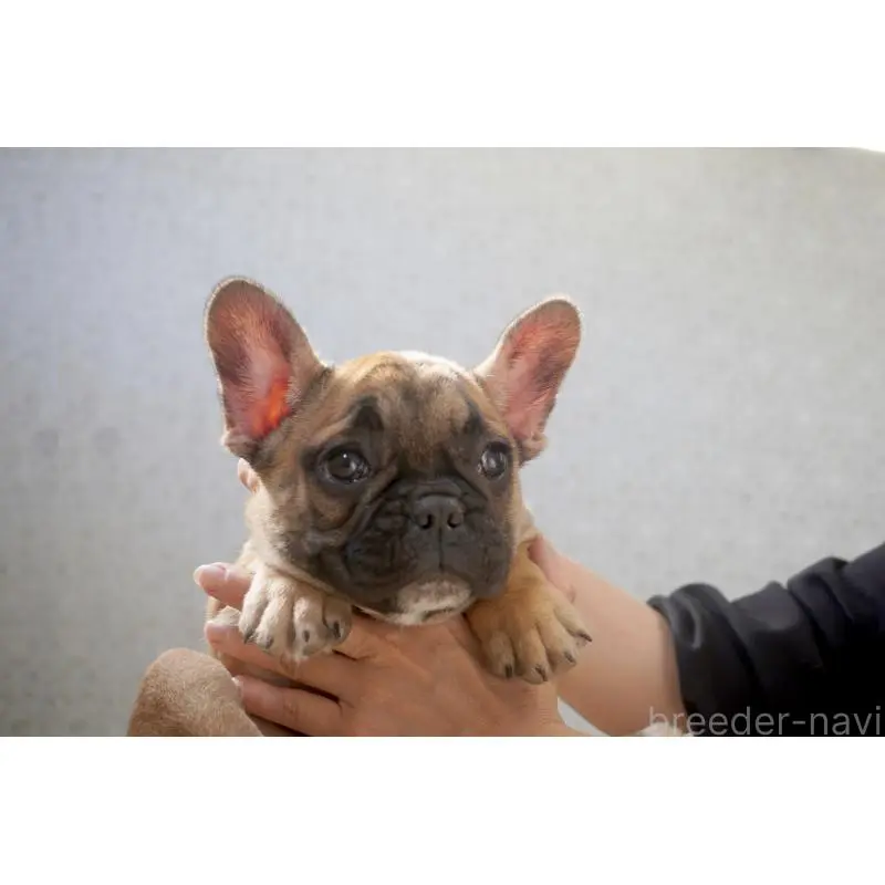 販売中の東京都のフレンチブルドッグ-451564の9枚目