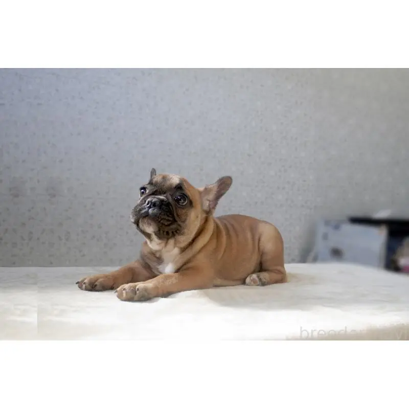 販売中の東京都のフレンチブルドッグ-451564の6枚目
