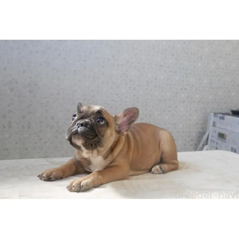 販売中の東京都のフレンチブルドッグ-451564の5枚目