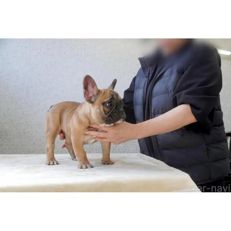 販売中の東京都のフレンチブルドッグ-451564の4枚目
