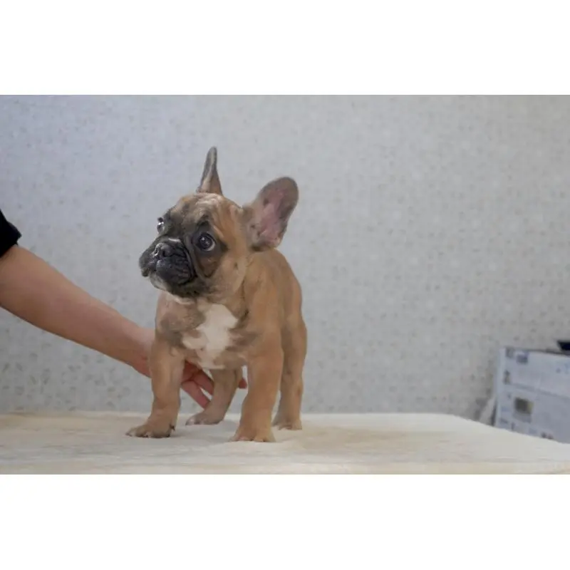 販売中の東京都のフレンチブルドッグ-451564の3枚目