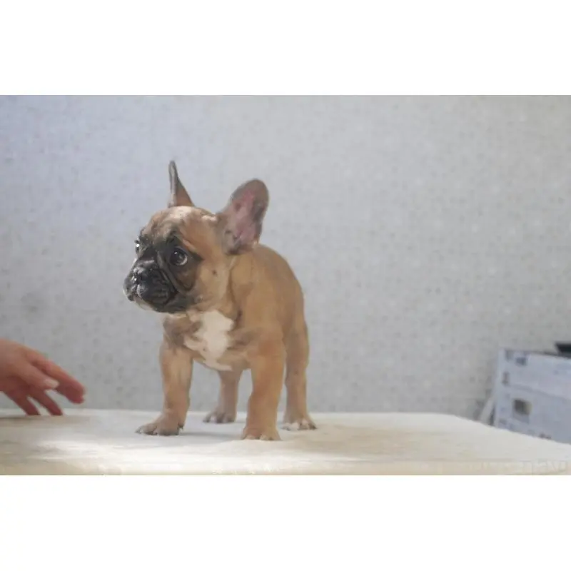 販売中の東京都のフレンチブルドッグ-451564の2枚目