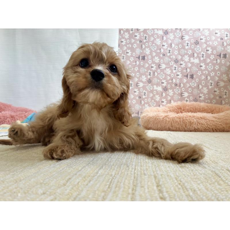 販売中の福岡県のミックス犬-431463の15枚目