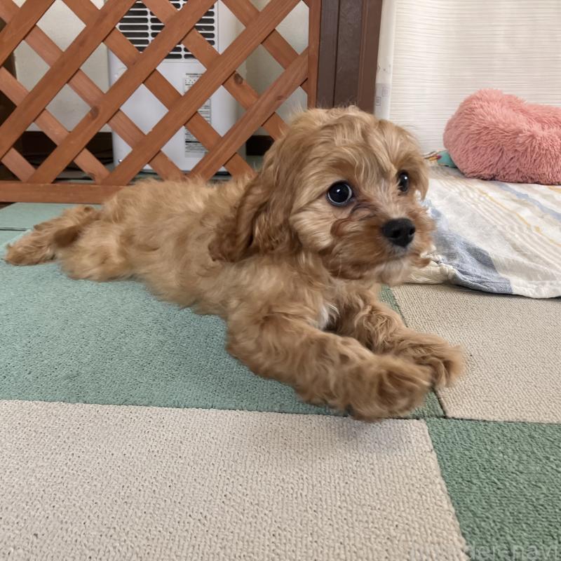 販売中の福岡県のミックス犬-431463の14枚目