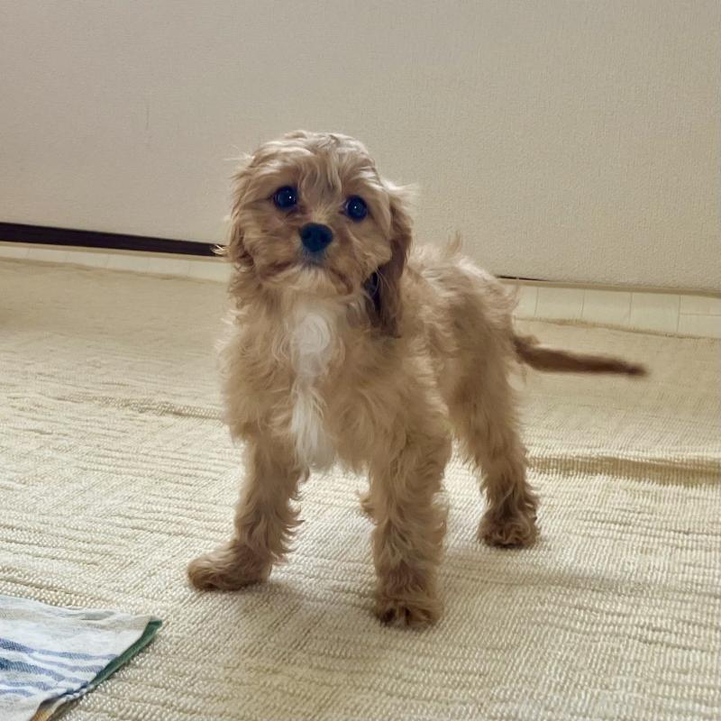 販売中の福岡県のミックス犬-431463の13枚目