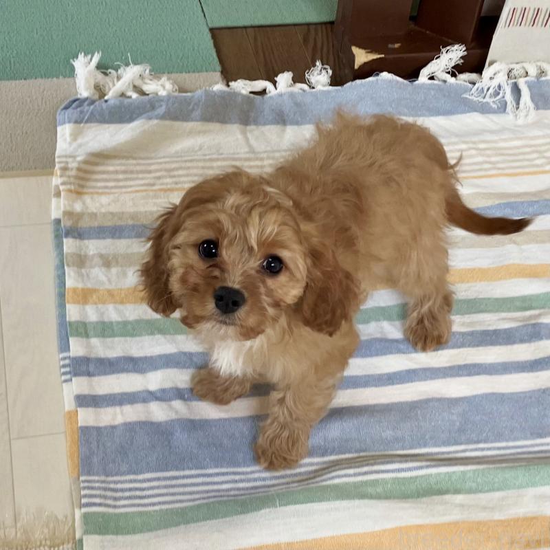 販売中の福岡県のミックス犬-431463の12枚目