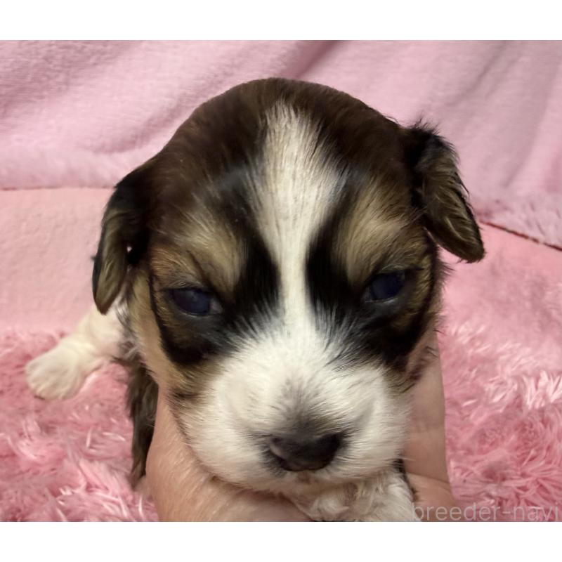 販売中の長野県のハバニーズ-451565