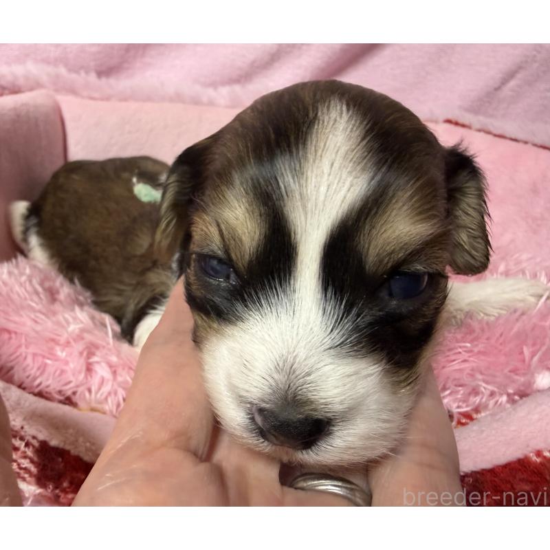 販売中の長野県のハバニーズ-451565の2枚目