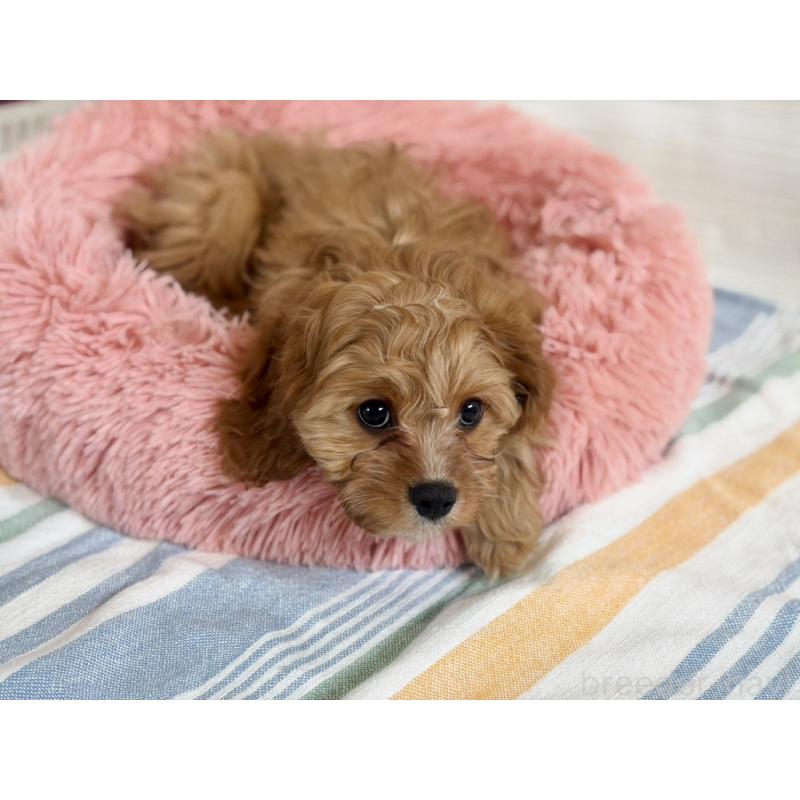 販売中の福岡県のミックス犬-431463の11枚目