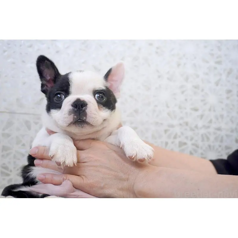 販売中の東京都のボストンテリア-451567の8枚目