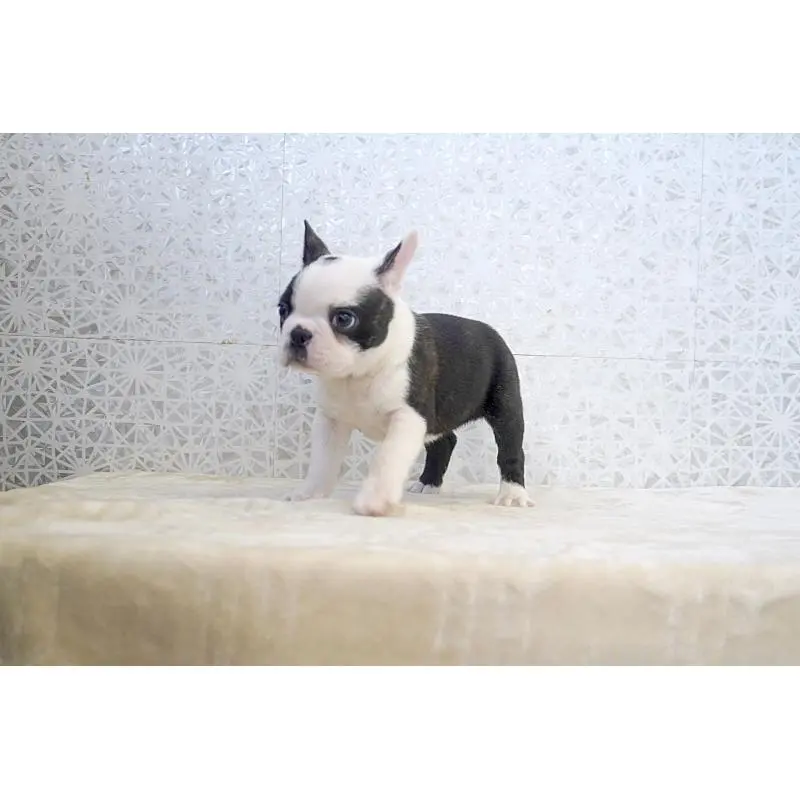 販売中の東京都のボストンテリア-451567の2枚目