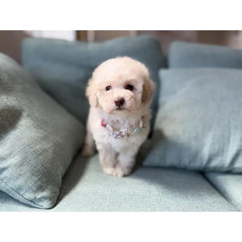 販売中の福岡県のタイニープードル-451566の4枚目