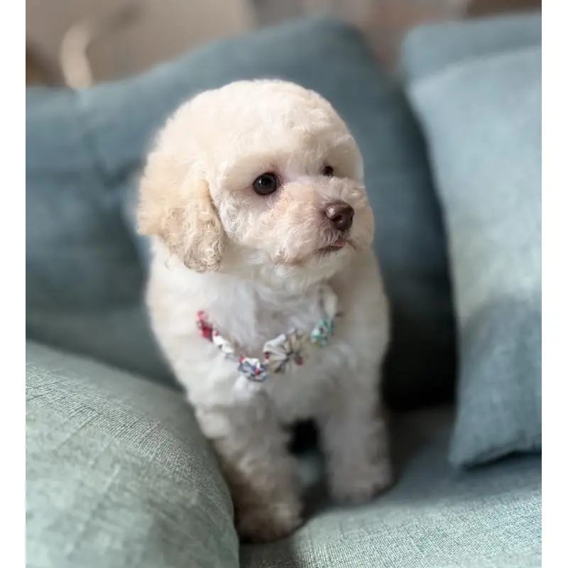 販売中の福岡県のタイニープードル-451566の3枚目