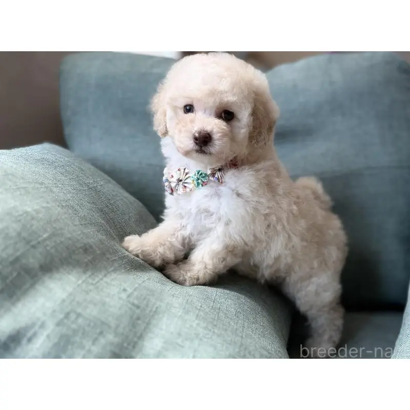 販売中の福岡県のタイニープードル-451566の2枚目