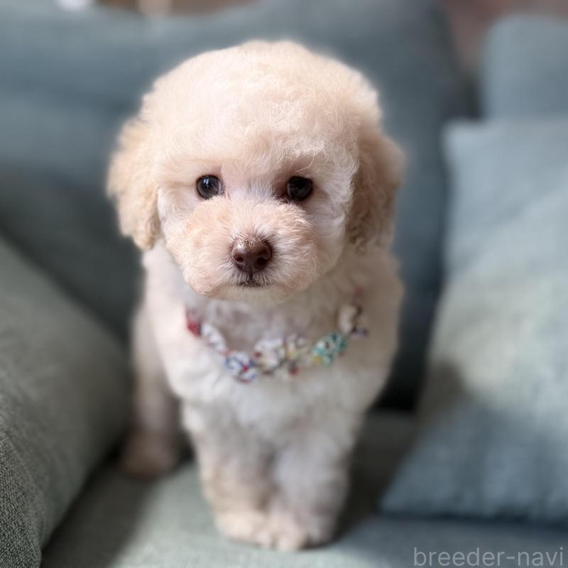 販売中の福岡県のタイニープードル-451566