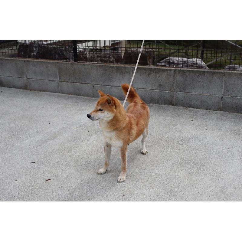 販売中の滋賀県の豆柴-451578の2枚目