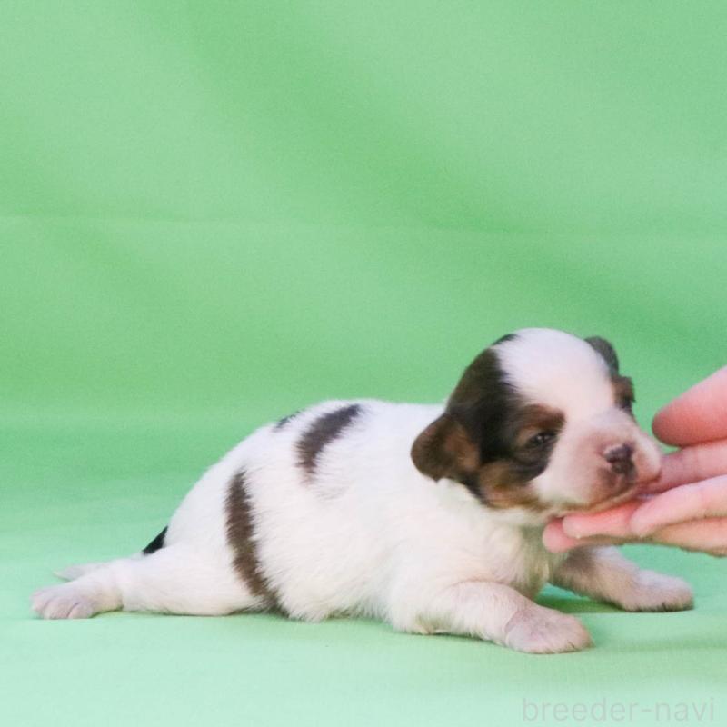 販売中の愛知県のパピヨン-451577の3枚目