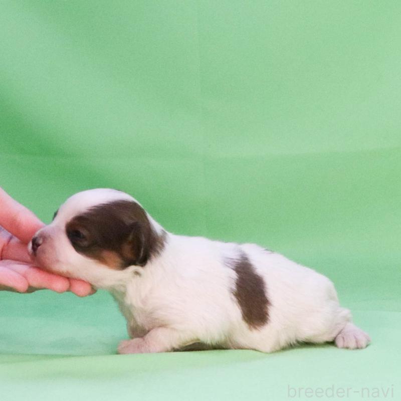 販売中の愛知県のパピヨン-451577の2枚目