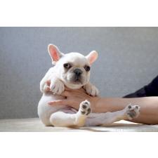 ♀︎フレンチブルドッグ