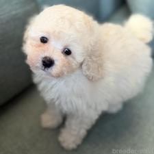 ♀︎タイニープードル