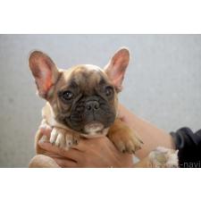 ♀︎フレンチブルドッグ
