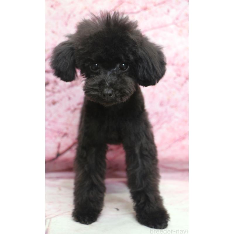 販売中の千葉県のティーカッププードル-424643の5枚目