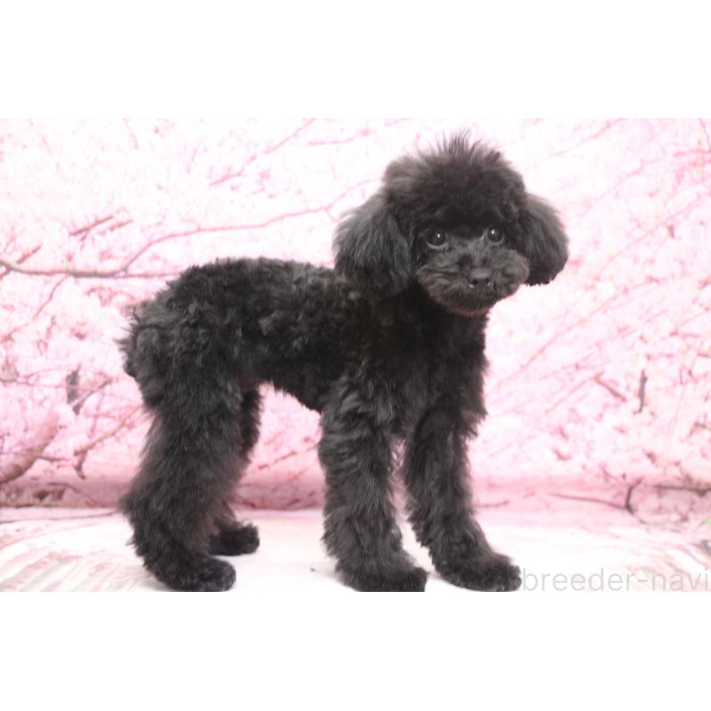 販売中の千葉県のティーカッププードル-424643の3枚目