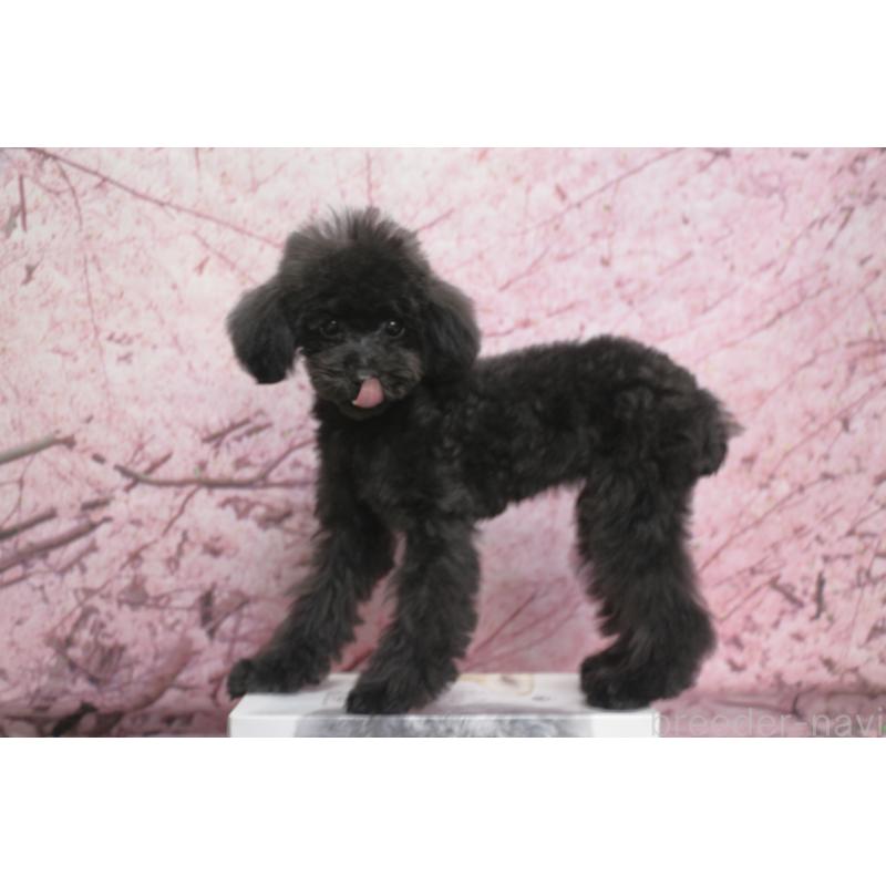 販売中の千葉県のティーカッププードル-424643の2枚目