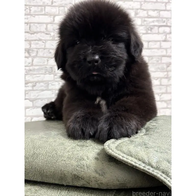 販売中の福島県のニューファンドランド-451581の3枚目