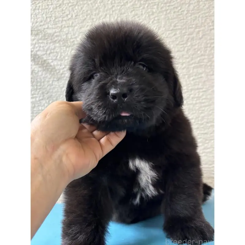 販売中の福島県のニューファンドランド-451581の2枚目