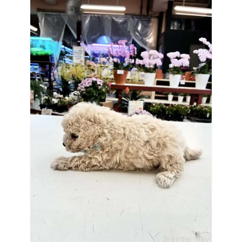 商談中の沖縄県のマルプー:マルチーズ×トイプードル-451585の5枚目