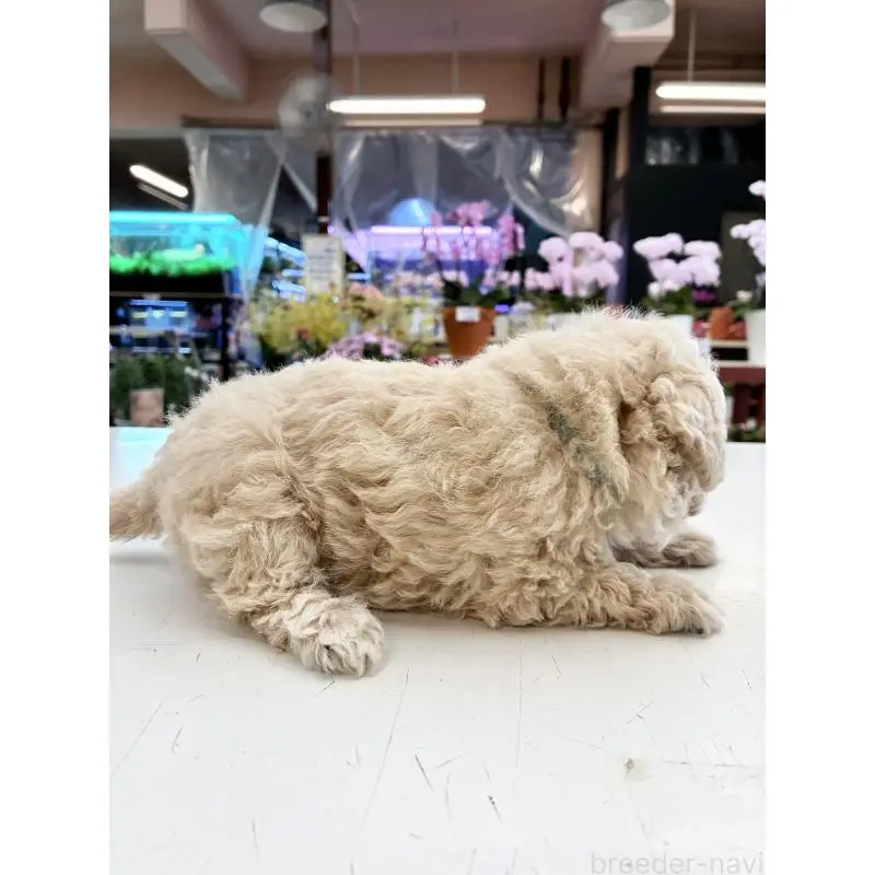 商談中の沖縄県のマルプー:マルチーズ×トイプードル-451585の4枚目