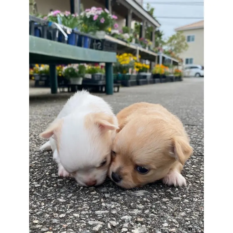 販売中の沖縄県のチワワ(ロングコート)-451588の5枚目