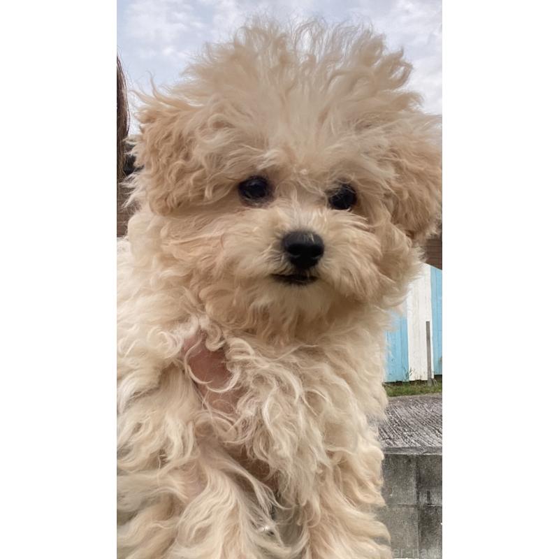 販売中の沖縄県のマルプー:マルチーズ×トイプードル-432433の3枚目