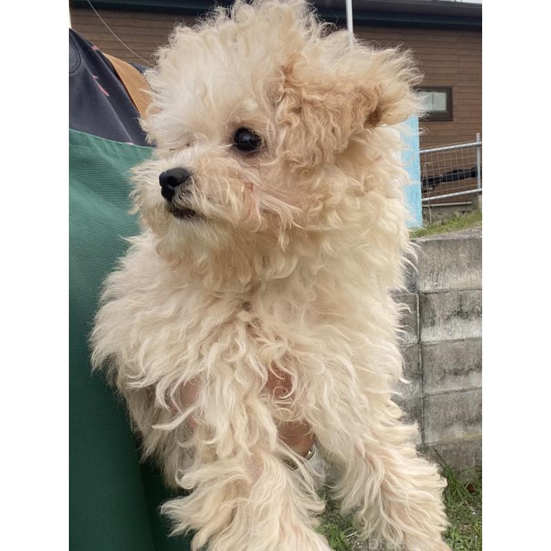 販売中の沖縄県のマルプー:マルチーズ×トイプードル-432433の2枚目