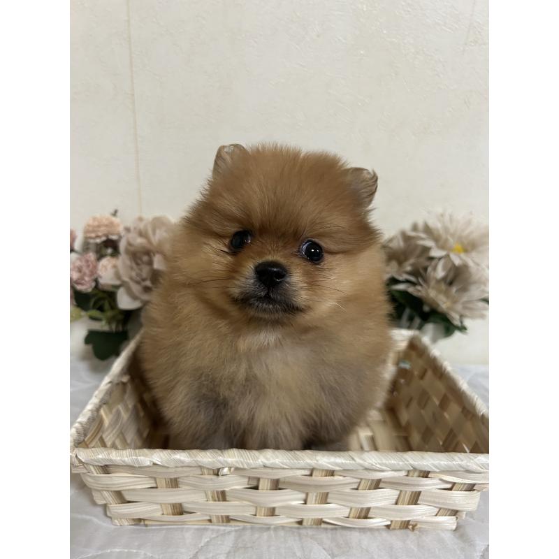 販売中の大阪府のポメラニアン-451590の2枚目
