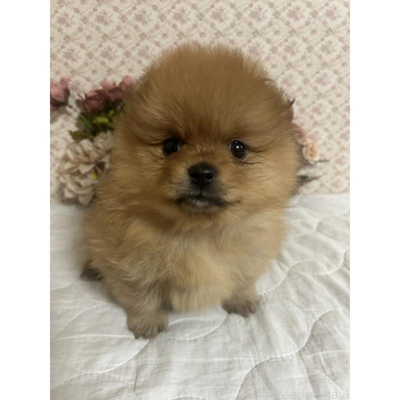 販売中の大阪府のポメラニアン-451591の5枚目