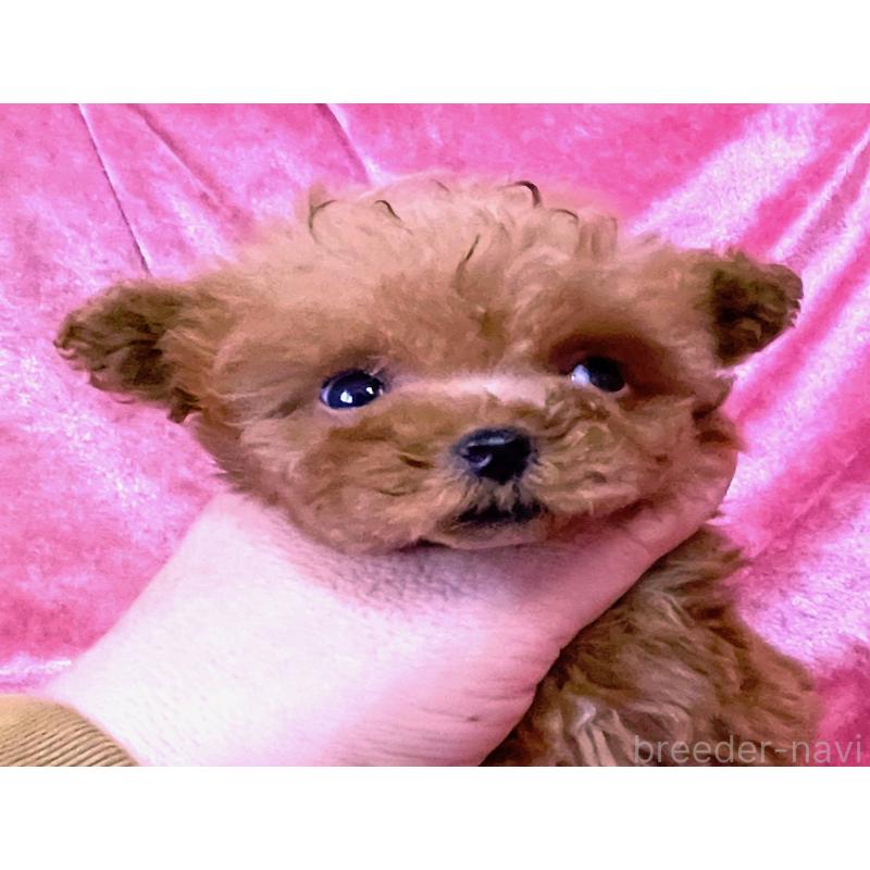 販売中の大阪府のティーカッププードル-451593の5枚目