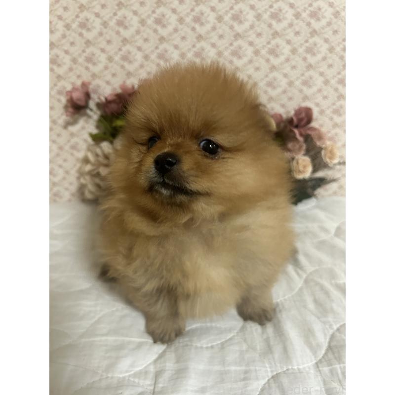 販売中の大阪府のポメラニアン-451591の4枚目