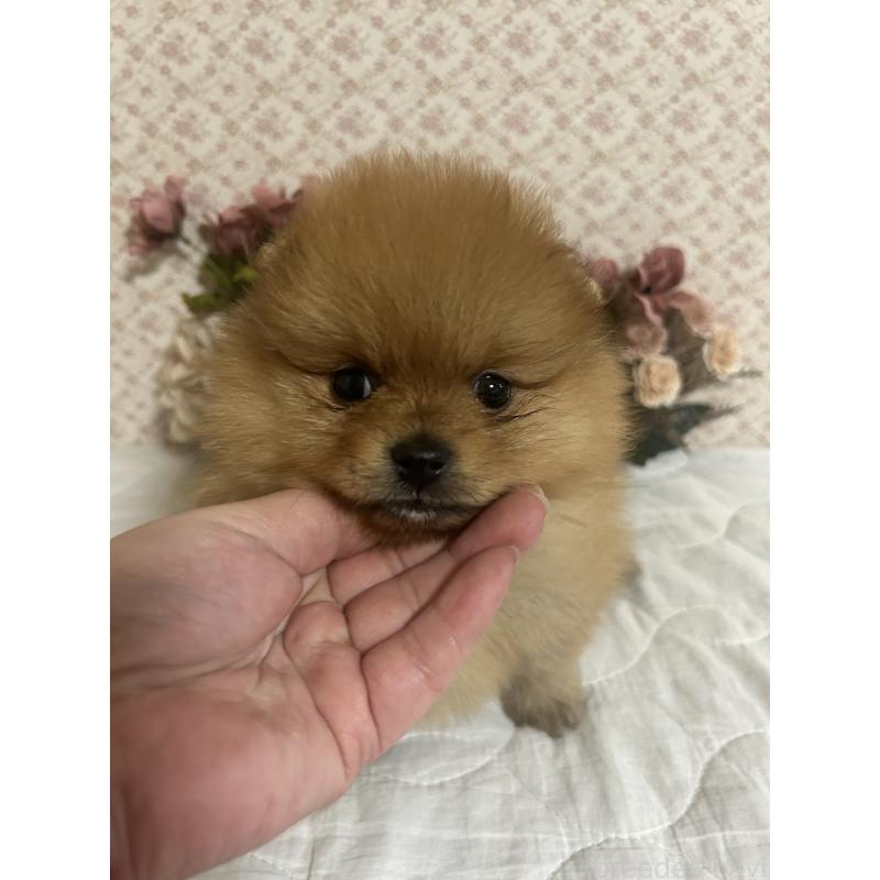 販売中の大阪府のポメラニアン-451591の2枚目